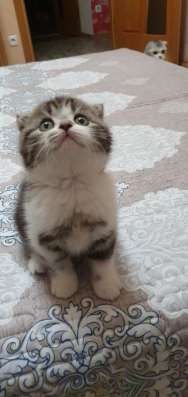 Шотландские котята фото 11