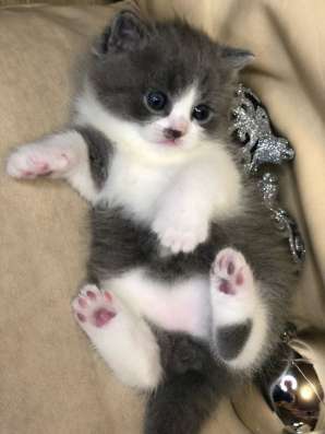 Шотландские котята в Брянске