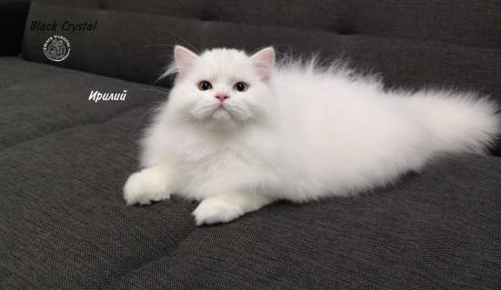 Котенок от Питомника Black Crystal фото 5