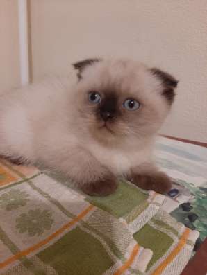 Шотланские котята фото 5