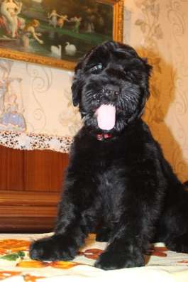 Russian Black terrier/Русский черный терьер