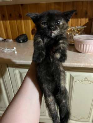 Британский котята в Грозном