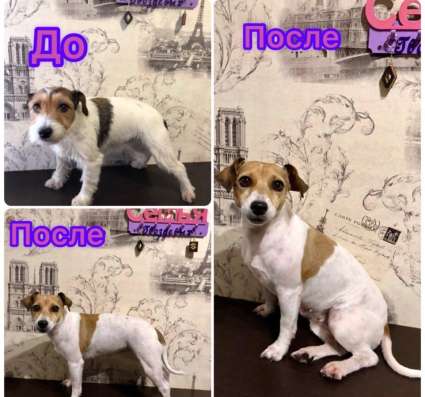 Груминг/стрижка собак в Наро-Фоминске фото 9