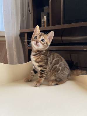 Бенгальская кошка в разведение