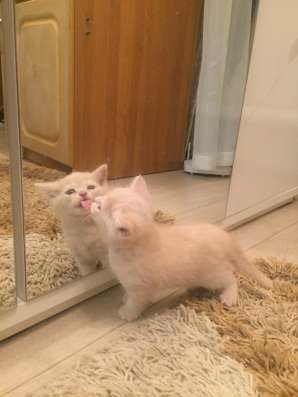 Продаются британские котята