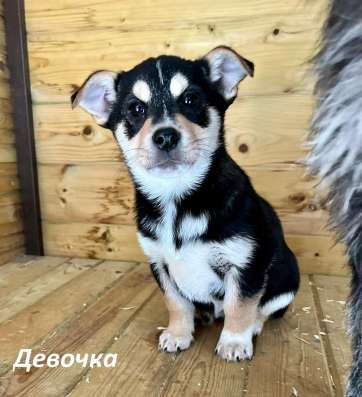 Красивый 5 мес щенок Джони ищет дом! в Москве фото 22