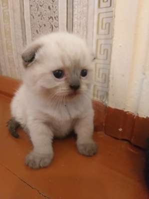 Шотландские котята фото 6