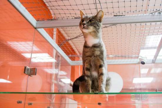 Зоогостиница BookingCat Люберцы/Жулебино в Люберцы фото 14