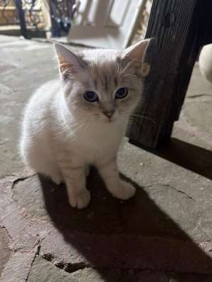 Отдам котенка в добрые руки