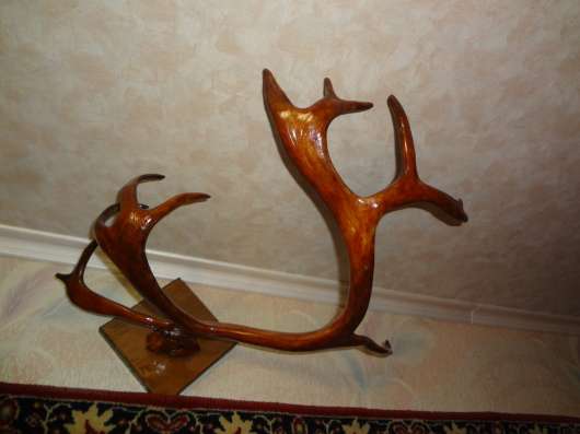 Рога оленя