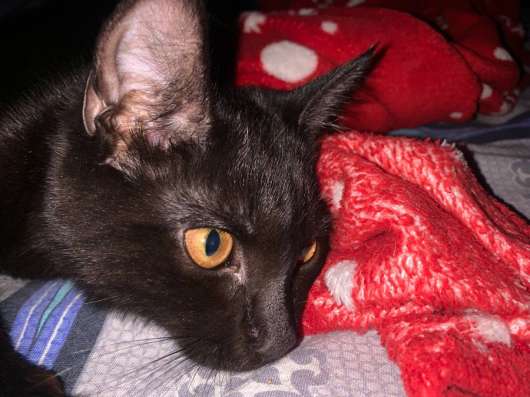 Кошечка
