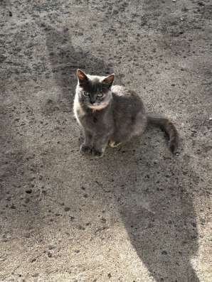 Котенок в хорошие руки