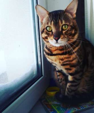 Бенгальские котята