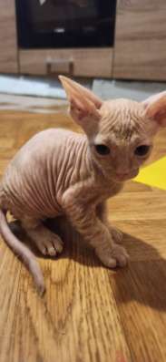 Котята породы Донской сфинкс фото 3