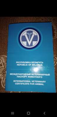 Продам молодую хаски