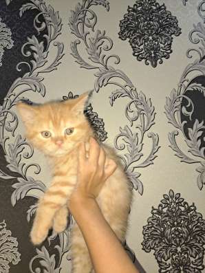 Продаются котята мальчишки