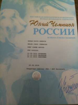 Щенки Вельш Корги в Ростове-на-Дону фото 25