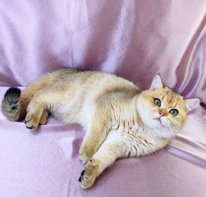 Golden Shorthair фото 6