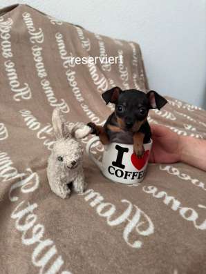 Zwergpinscher мини (до 2.5 кг) фото 15