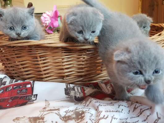 Шотландские элитные котята фото 12