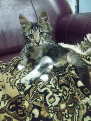 Котёнок Кузя ищет добрых хозяев