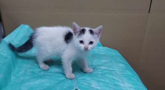 Котенок бесплатно в Люберцы