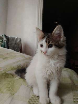 Отдам котят в добрые руки фото 7