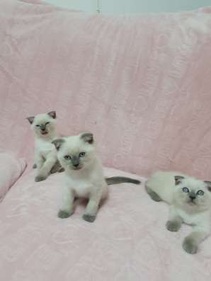 Породистые котята