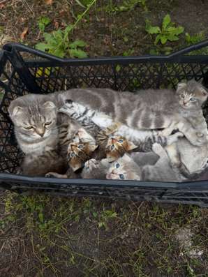 Отдадим котят в добрые руки?