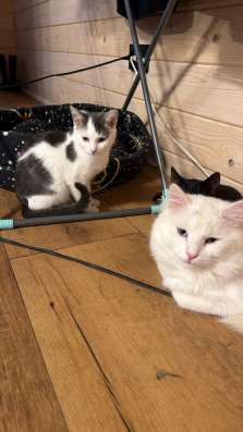 Котята в Санкт-Петербурге фото 3