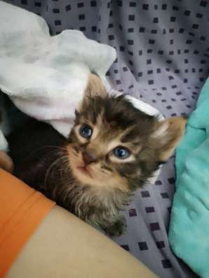 Котенок Мейкун Месси