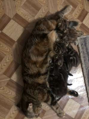 Котята шотландские
