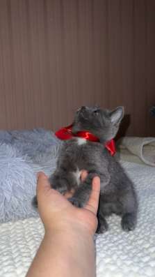 ? Продаётся очаровательный серый котёнок ? фото 3
