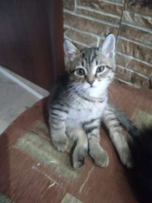 Продам вислоухих котят в Красноярске фото 4