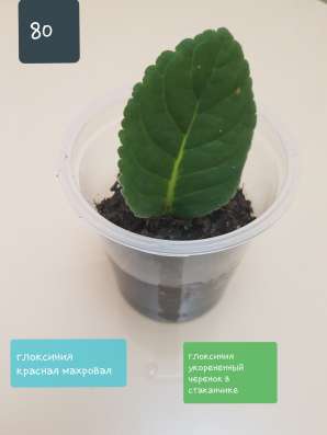 Комнатные цветы в Иркутске в Иркутске фото 12