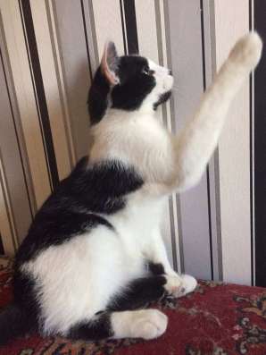 Котенок тимоша ищет дом фото 9