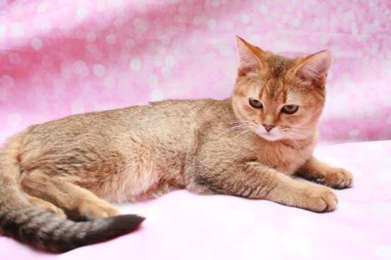 Шилопопые котята в Москве