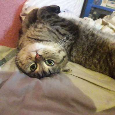 Котята британцы и вислоушки