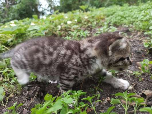 Котята ищут дом и любящих хозяев фото 7