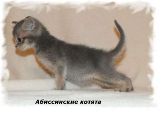 Абиссинские котята