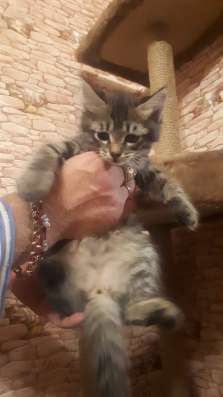 Отдам даром котят. В Первоуральске в Первоуральске фото 3
