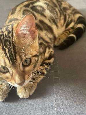 бенгалка котенок в Пензе фото 5