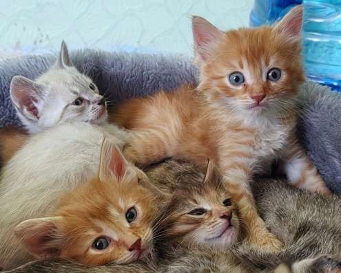 Котята в добрые руки в Лобне фото 4
