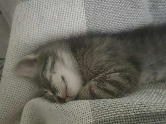 Котенок в Якутске