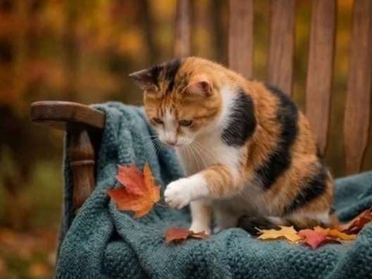 Уютная домашняя трёхцветная кошечка Маня