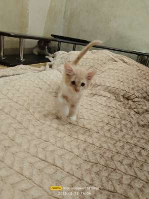 Котята в хорошие руки фото 7