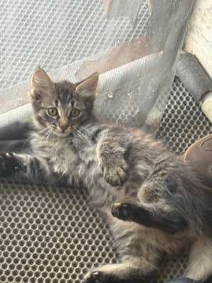 Котенок