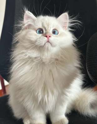 Продажа милых котят