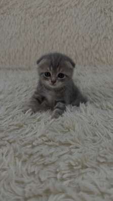 Продам котенка в Ульяновске фото 3