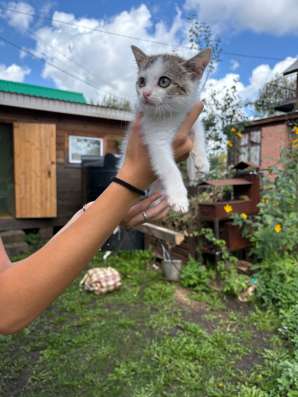 Котенок в добрые руки в Уфе